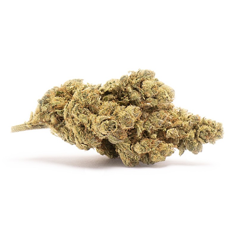 Fleur de cannabis CBD Haze Indoor de production suisse